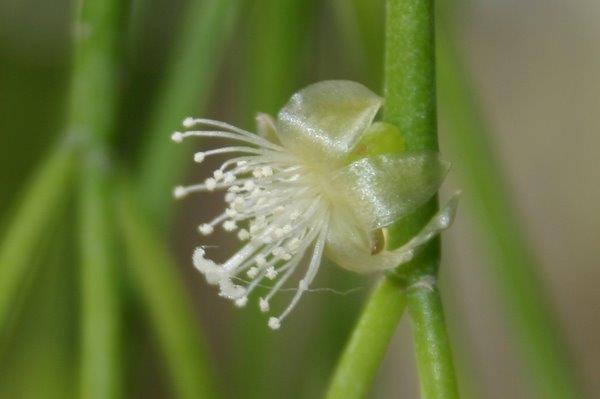 http://www.cloudjungle.com/cloudjungle/Cactaceae/Rhipsalis/Rhipsalis aff lindbergiana flower1.jpg